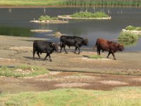 IMG_4185a cattle at flashes.jpg