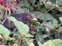 IMG_4195a blackbird.jpg