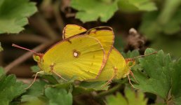 Clouded Yellow 3.jpg