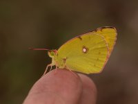 Clouded Yellow 4.jpg