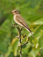 Spotted Flycatcher Gunners Park 07-09-2013 WEB 010v4.jpg