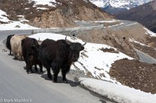 IMG_2013-04-22_01409_Yaks_Balangshan Summit.jpg