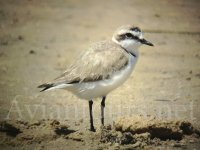 Kentish Plover.jpg