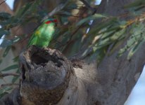 Musk Lorikeet_Laratinga_180713a.jpg