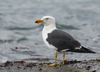 Pacific Gull_Victor Harbor_180713a.jpg