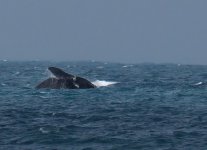 S Right Whale_Victor Harbor_190713b.jpg