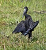 african openbill stork rx102 stx95_DSC4678_edited-1.jpg