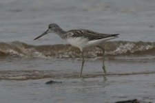 greenshank300806o.jpg