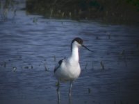 2006.06.11 SG AVOCET 01.jpg