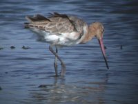 2006.06.11 SG BLACKWIT 01.jpg