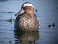 2006.06.11 SG GARGANEY 03.jpg