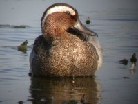 2006.06.11 SG GARGANEY 05.jpg