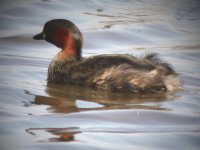 2006.06.11 SG LITTLE GREBE 01.jpg