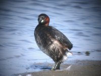 2006.06.11 SG LITTLE GREBE 03.jpg