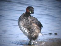 2006.06.11 SG LITTLE GREBE 04.jpg