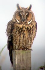 long eared owl cooley point aug 06.jpg