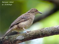 Red-eyed bulbul-FRIM.JPG