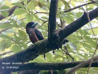 Banded Broadbill-1.JPG