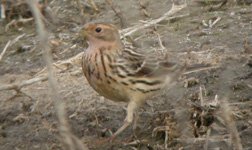 red-throated pipit.jpg