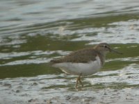 BF Common Sandpiper 3.JPG