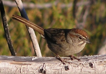 rufous-crowned sparrow.PNG