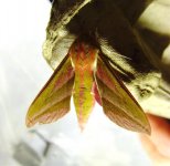 Elephant Hawk Moth.jpg