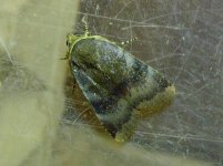 Lesser Broad Bordered Yellow Underwing.JPG