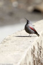 IMG_2013-04-22_8144_Wallcreeper_Balang.jpg