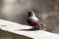 IMG_2013-04-22_8191_Wallcreeper_Balang.jpg