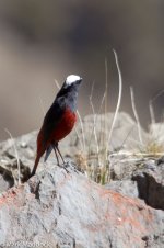 IMG_2013-04-22_8226_White-capped Redstart_Balang.jpg