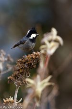 IMG_2013-04-22_8311_Rufous-vented Tit_Balang.jpg