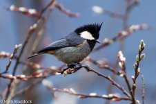 IMG_2013-04-22_8353_Rufous-vented Tit_Balang.jpg