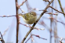 IMG_2013-04-22_8369_Sichuan Leaf-warbler_P. forresti_Balang.jpg