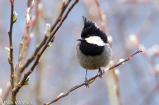 IMG_2013-04-22_8385_Rufous-vented Tit_Balang.jpg