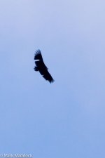 IMG_2013-04-22_8392_Eurasian Black Vulture_Balang.jpg