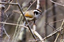 IMG_2013-04-22_8405_White-browed Fulvetta_Balang.jpg