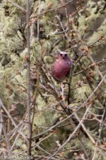 IMG_2013-04-22_8424_Chinese White-browed Rosefinch_Carpodacus dubius_Balang.jpg