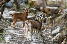 IMG_2013-04-22_8437_Goats_Balang.jpg