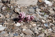 IMG_2013-04-22_01388_Alpine flowers_Balangshan.jpg