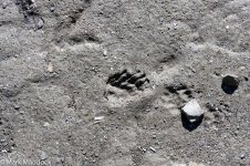 IMG_2013-04-22_01386_Balangshan Sichuan_Hog Badger tracks.jpg