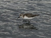 Semipalmated Sandpiper 4852.jpg