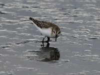 Semipalmated Sandpiper 4907.jpg