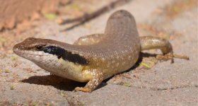 Bocage's Mabuya - Trachylepis binotata.jpg