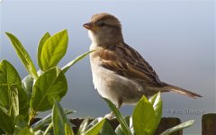 absparrow.jpg
