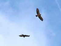 4720 2 buzzards.JPG