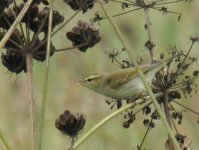 Greenish Warbler_Girdle Ness_250813a.jpg