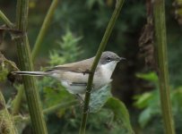 Lesser Whitethroat_Girdle Ness_250813a.jpg