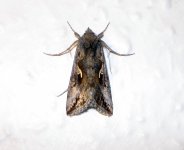 moth7.JPG