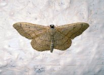 moth8.JPG