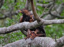 African Crowned Eagle with a Harvey's Duiker 2.jpg